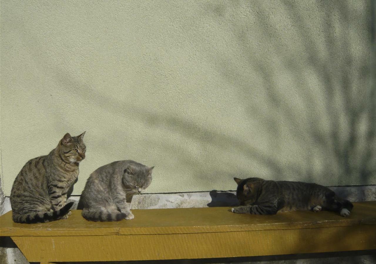 Apartmaji Hribar Pr'Ostank Kamnik Buitenkant foto